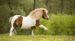 Поні та інші маленькі коні